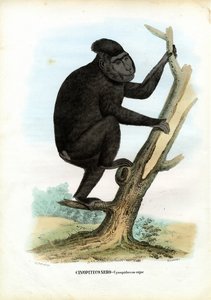 セレベス猿、1863-79 作： Raimundo Petraroja